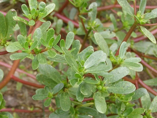 Purslane - Your Garden Hidden Gem