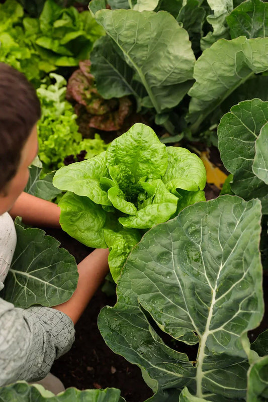 The Tri-directional Effects of Food Production, Dietary Patterns and Environmental Health
