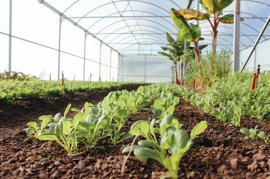 Exploring the Link Between Soil Quality and Nutrient Density