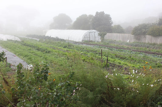 Five Kids and a Farm with Riona from Birdland Farm