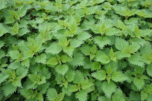 Stinging Nettle - Nature’s Medicine