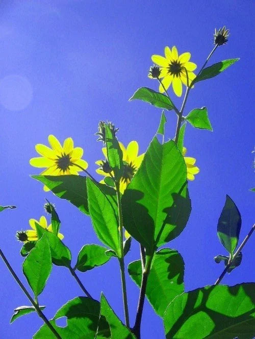 Sunchokes - The Unstoppable Underground Treasure
