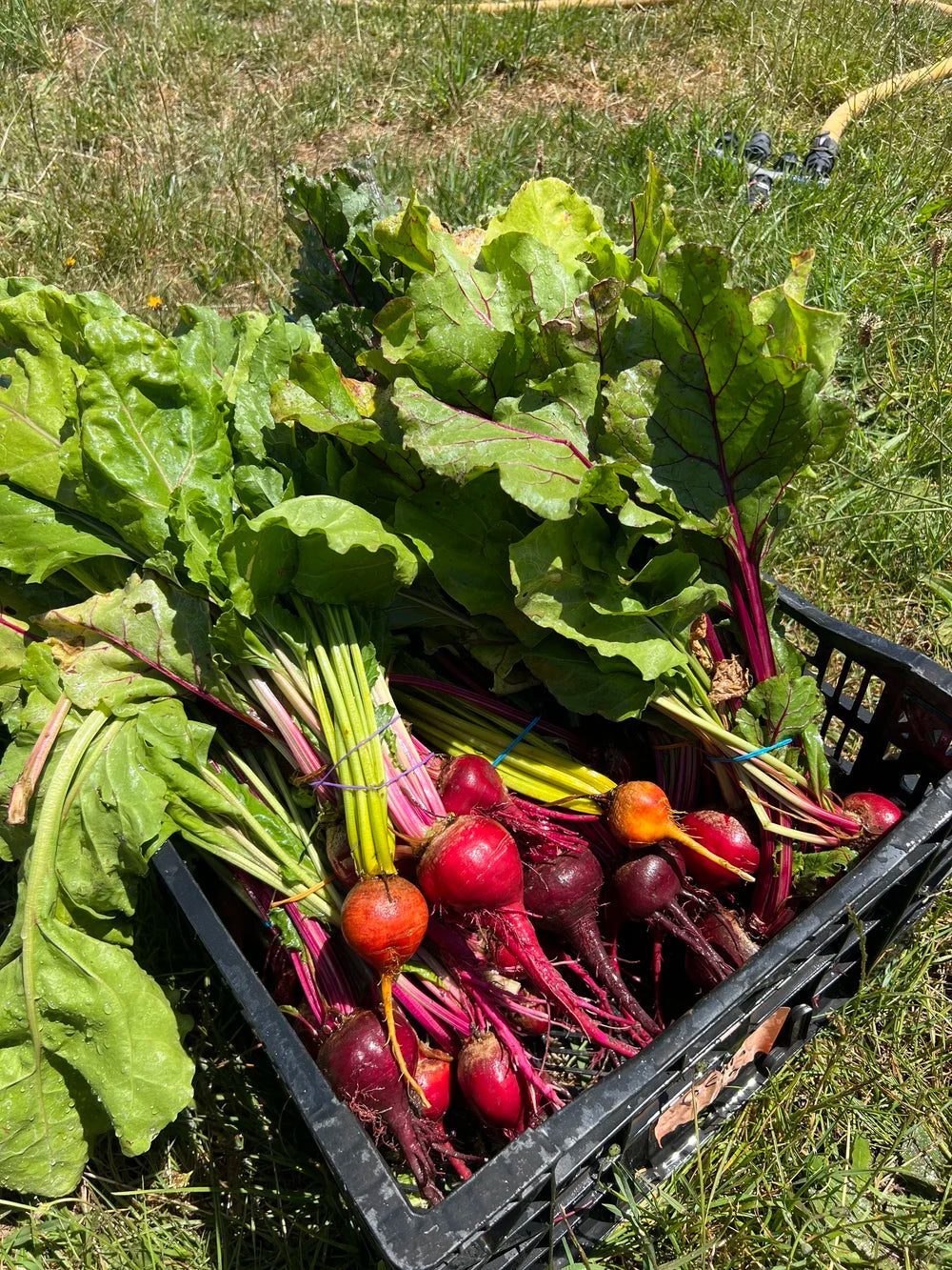 Farm grown organic vegetables tray bake mix