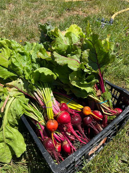 Farm grown organic vegetables tray bake mix